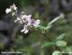 Avatar de Rubus ulmifolius